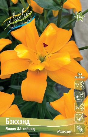 Лилия Бэкхэнд 12/14 1шт (КолЛайн) 5шт/уп