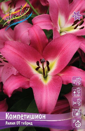 Лилия Компетишион 14/16 1шт (КолЛайн) 3шт/уп