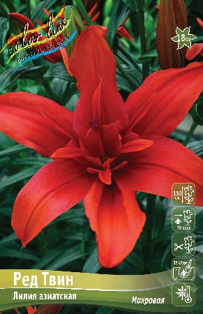 Лилия Ред Твин 12/14 1шт (КолЛайн) 5шт/уп