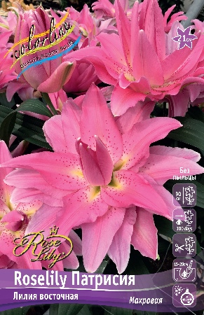 Лилия Roselily&Патрисия 12/14 1шт (КолЛайн) 
