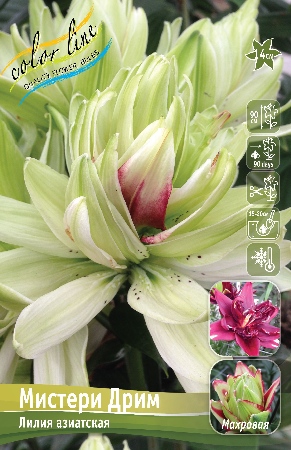 Лилия Мистери Дрим 10/12 1шт (КолЛайн) 