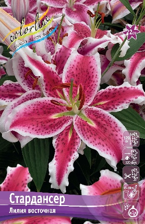 Лилия Стардансер 12/14 1шт (КолЛайн) 5шт/уп