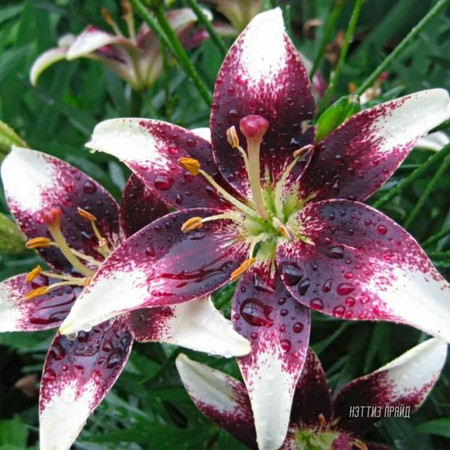 Лилия Нэттиз Прайд 12/14 1шт (КолЛайн) 2шт/уп