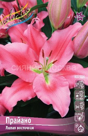 Лилия Прайано 14/16 1шт КолЛайн (5шт/уп)