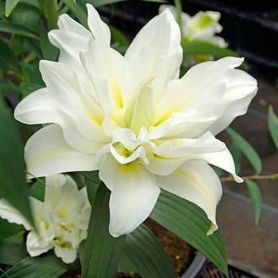 Лилия Близзард 12/14 1шт (КолЛайн) 5шт/уп