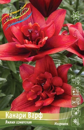 Лилия Канари Варф 12/14 1шт (КолЛайн)