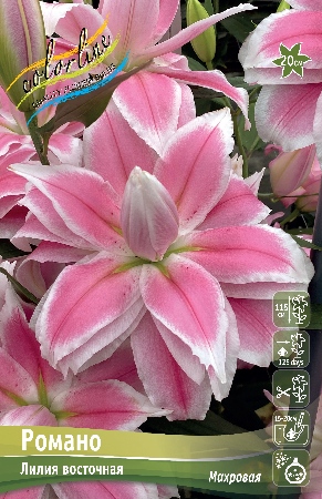 Лилия Романо 12/14 1шт (КолЛайн) 2шт/уп