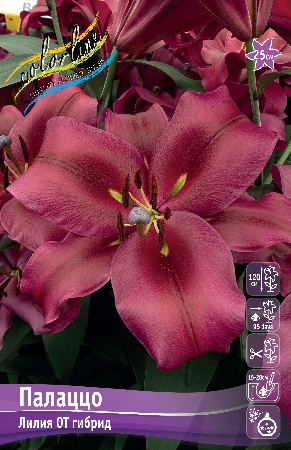 Лилия Палаццо 14/16 1шт (КолЛайн) 5шт/уп