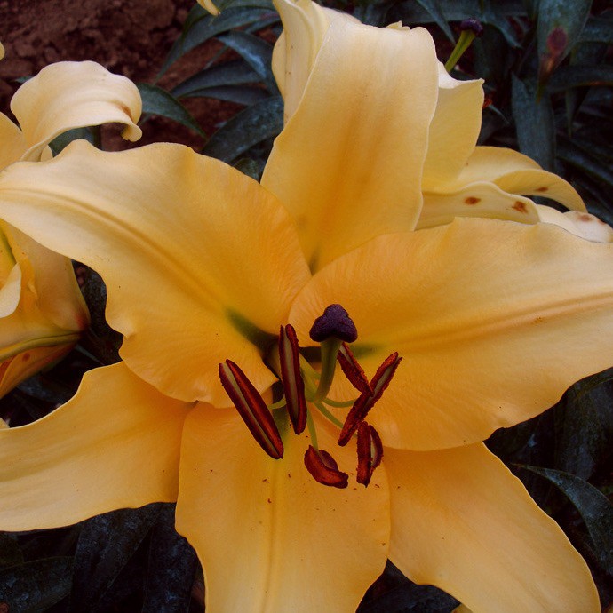 Лилия Корковада 14/16 1шт (КолЛайн) 5шт/уп