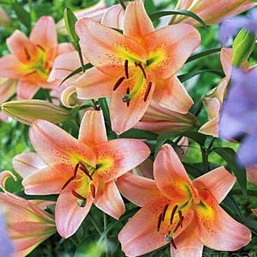 Лилия Сабанетта 12/14 1шт (КолЛайн) 5шт/уп ОТ