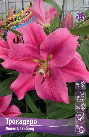 Лилия Трокадеро 14/16 1шт (КолЛайн) 5шт/уп