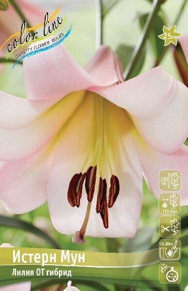 Лилия Истерн Мун 12/14 1шт (КолЛайн)
