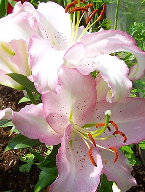 Лилия Бразилия 12/14 1шт (Садовита) 5шт/уп