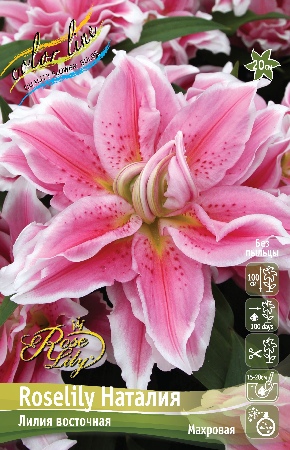 Лилия Roselily&Наталия 12/14 1шт (КолЛайн) 5шт/уп