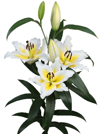 Лилия Вилларицца 14/16  1шт (КолЛайн) 5шт/уп