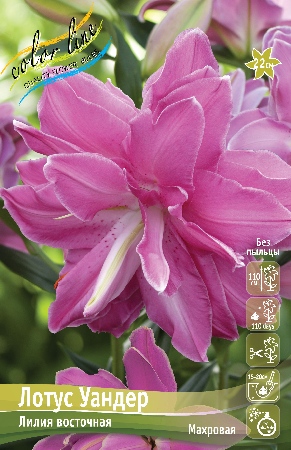 Лилия Лотус Уандер 12/14 1шт (КолЛайн)