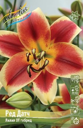 Лилия Ред Датч 12/14 1шт (КолЛайн) 5шт/уп