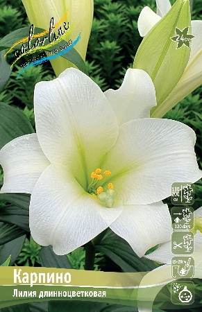 Лилия Карпино 12/14 1шт (КолЛайн) 2шт/уп