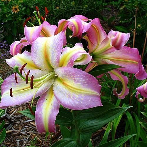 Лилия Том Пус 12/14 1шт (КолЛайн) 5шт/уп