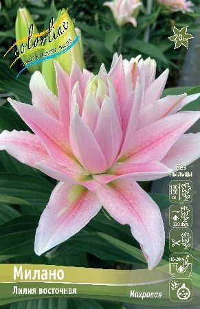 Лилия Милано 12/14 1шт (КолЛайн)