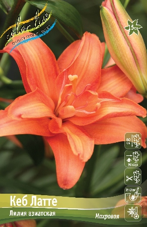 Лилия Кеб Латте 12/14 1шт (КолЛайн)