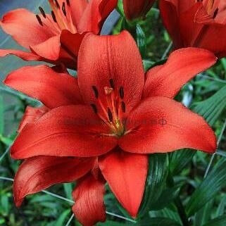 Лилия Брианза 12/14 1шт (Садовита) 5шт/уп