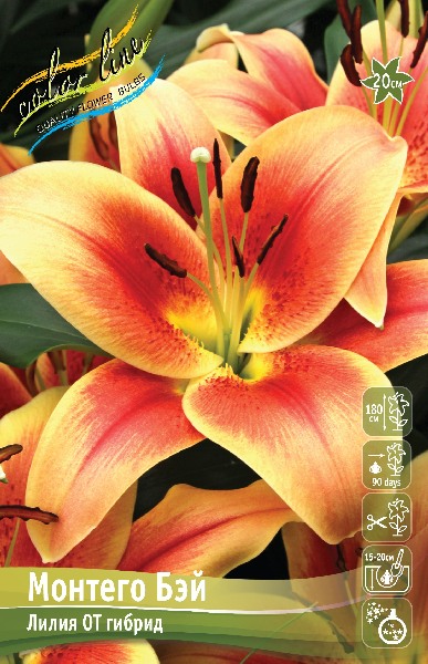 Лилия Монтего Бэй 1шт (КолЛайн) 5шт/уп ОТ