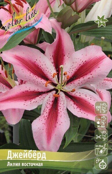Лилия Джейберд 12/14 1шт (КолЛайн) 2шт/уп