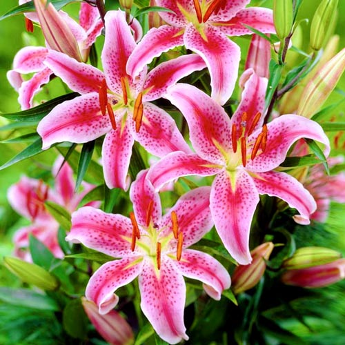 Лилия Меро Стар 1шт (КолЛайн) 2шт/уп восточка