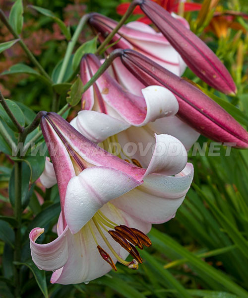 Лилия Истерн Мун 16/18 1шт (КолЛайн) 3шт/уп