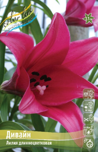 Лилия Дивайн 12/14 1шт (КолЛайн) 2шт/уп
