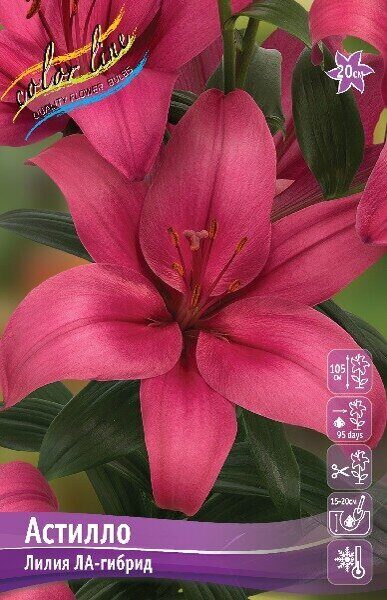 Лилия Астилло 12/14 1шт (КолЛайн) 2шт/уп