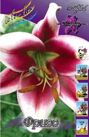 Лилия Фризо 12/14 1шт (КолЛайн) 