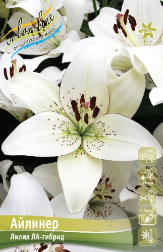 Лилия Айлинер 12/14 1шт (КолЛайн) 7шт/уп