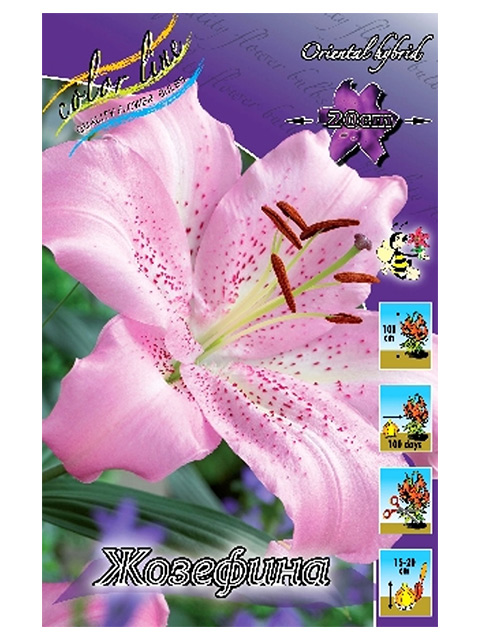 Лилия Жозефина 12/14 1шт (КолЛайн) 2шт/уп