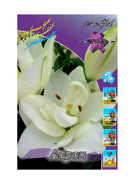 Лилия Аарон 12/14 1шт (КолЛайн) 5шт/уп