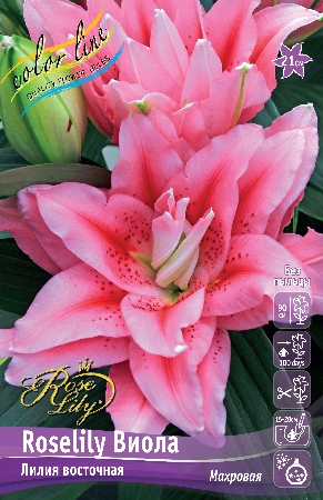 Лилия Roselily&Виола 12/14 1шт (КолЛайн) 5шт/уп