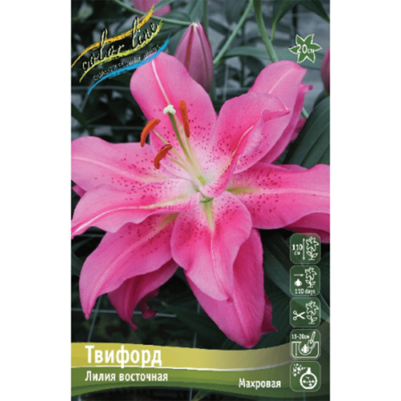 Лилия Твифорд 12/14 1шт (КолЛайн) 2шт/уп