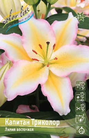 Лилия Капитан Триколор 1шт (КолЛайн) 5шт/уп 