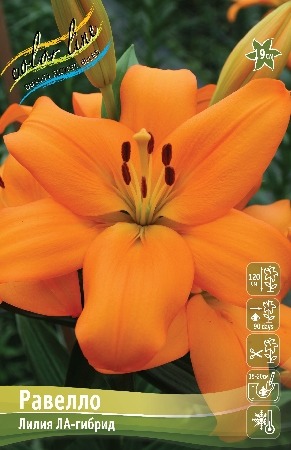 Лилия Равелло 12/14 1шт (КолЛайн) 2шт/уп