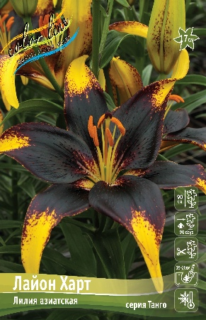 Лилия Лайон Харт 12/14 1шт (КолЛайн) 5шт/уп 