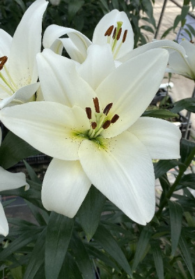 Лилия Волвик 12/14 1шт (КолЛайн) 7шт/уп