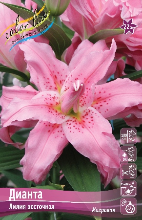 Лилия Дианта 12/14 1шт (КолЛайн) 5шт/уп