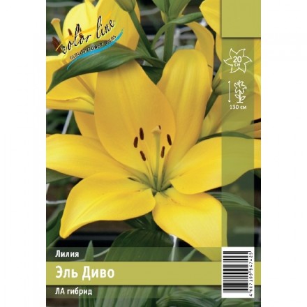 Лилия Эль Диво 12/14  1шт (КолЛайн) 2шт/уп