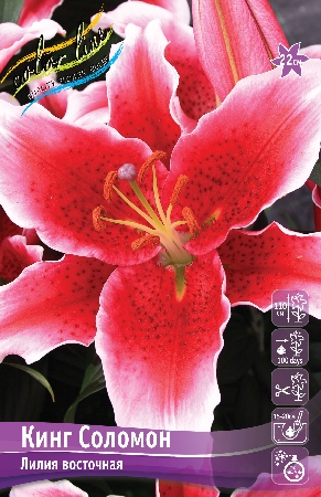 Лилия Кинг Соломон 13/14 1шт (КолЛайн) 2шт/уп