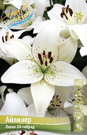 Лилия Айлинер 12/14 1шт (КолЛайн) 2шт/уп
