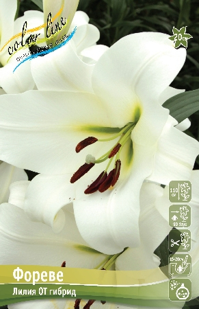 Лилия Фореве 1шт (КолЛайн) 5шт/уп
