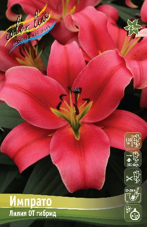 Лилия Импрато 1шт 12/14 (КолЛайн) 5шт/уп