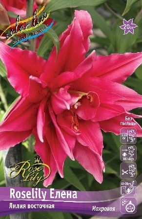 Лилия Roselily&Елена 12/14 1шт (КолЛайн) 3шт/уп