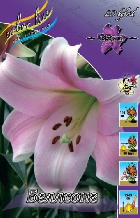 Лилия Беллсонг 12/14 1шт (КолЛайн) 2шт/уп